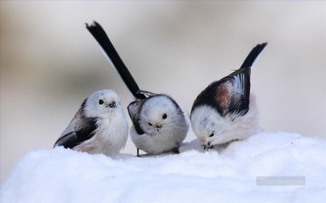 雪の鳥 Oil Paintings